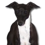 "Ch Lebeck Nomad at Marchwind" - Seal Irish Italian Greyhound Male